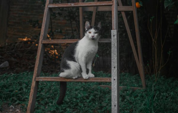 Revolutionizing Cricket Strategy: How Wearable Tech Elevates Real-Time Performance